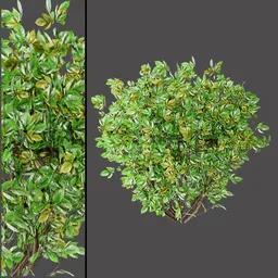 Green White Foliage Shrub