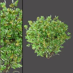 Green White Foliage Shrub