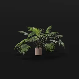 Chinese Palm Med Plant Potted