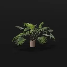 Chinese Palm Med Plant Potted