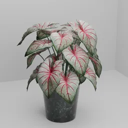 Caladium in Black Marble Pot