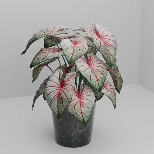 Caladium in Black Marble Pot