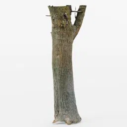 High-detail Blender 3D photoscanned tree trunk model suitable for close-up shots and adding foliage.