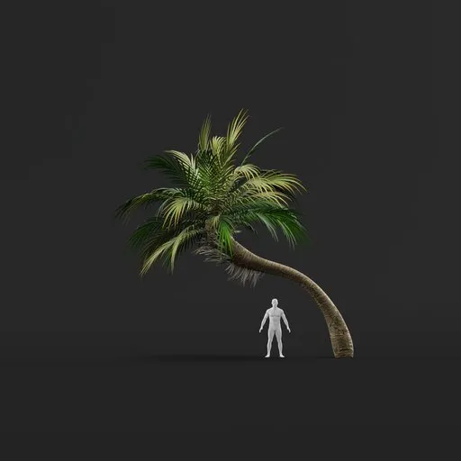 Palm Tree (Spring) - Short Thick Curved