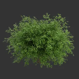 Simple Bush Plant