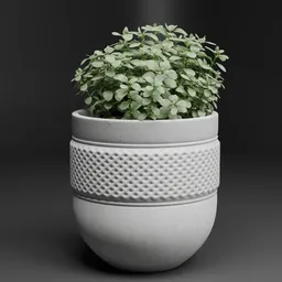 Potted Green Plant