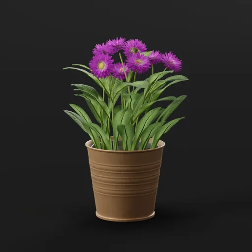 Purple Daisy