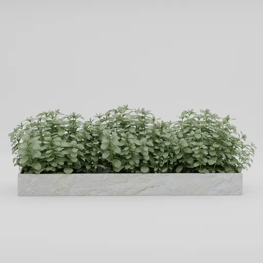 Fittonia Green Planter