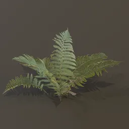 Lady Fern Medium