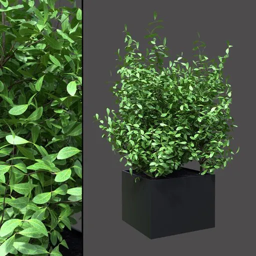 Box Planter with Dense Green Shrub