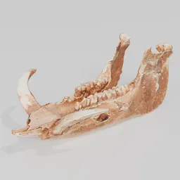 Animal Jawbone