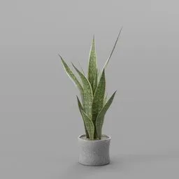 Dracaena trifasciata