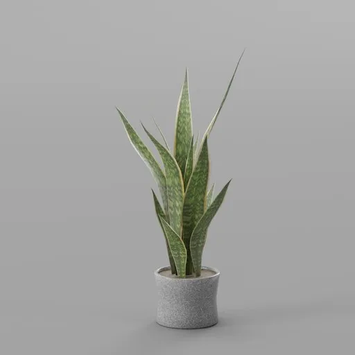 Dracaena trifasciata