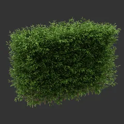 Multiple Hedge Bush Q