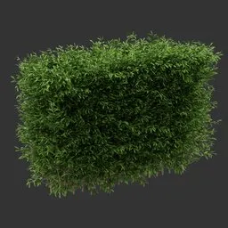 Multiple Hedge Bush Plant