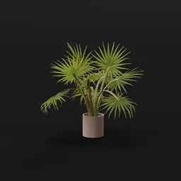 Caraday Palm Sml Pot