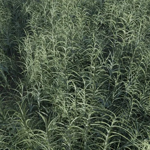 Realistic 3D grass model for Blender, optimized for games, with adjustable modifiers for different surfaces.