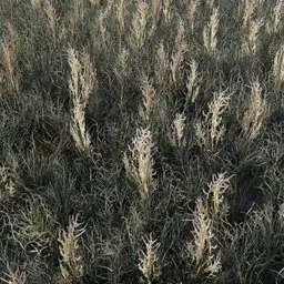 Realistic 3D model of tall dry grass, optimized and game-ready for Blender 3D, with surface modifier compatibility.