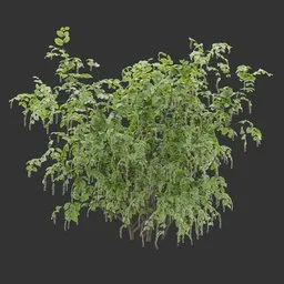 Flowering Bush Plant