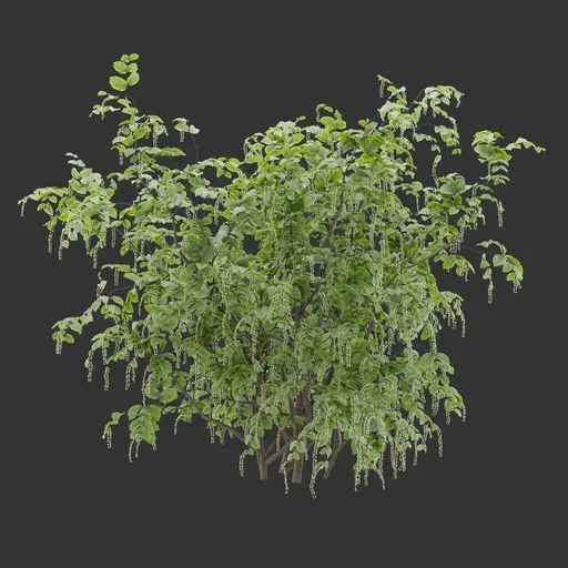 Flowering Bush Plant