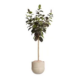 Rubber Ficus Elastica Abidjan Melany02