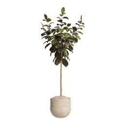 Rubber Ficus Elastica Abidjan Melany02