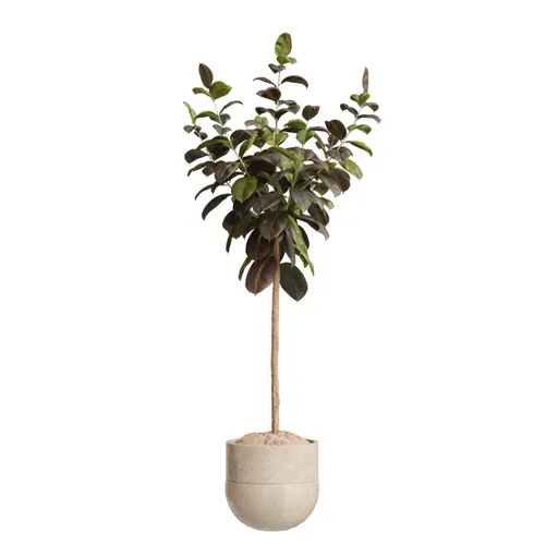Rubber Ficus Elastica Abidjan Melany02