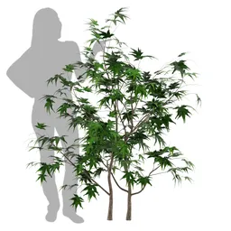 Tree Plant