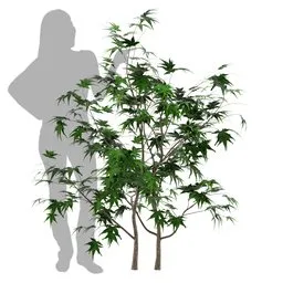 Tree Plant