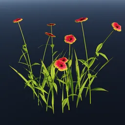 Wild Flower Firewheel