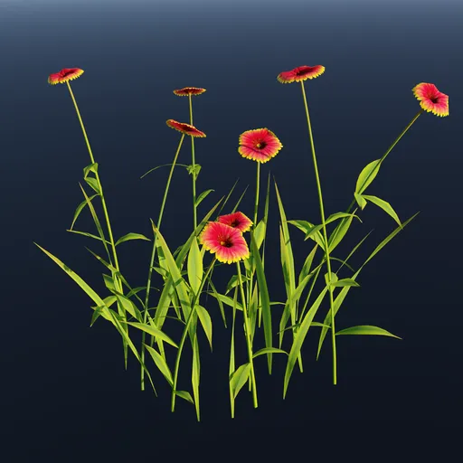 Wild Flower Firewheel