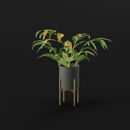 Alpania Galanga Small Potted Plant