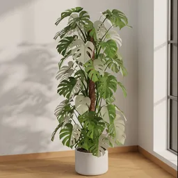 Monstera Albo Halfmoon