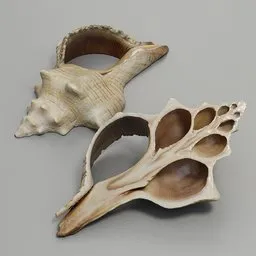 Detailed 3D model of a bisected seashell for Blender rendering, showcasing internal structure.