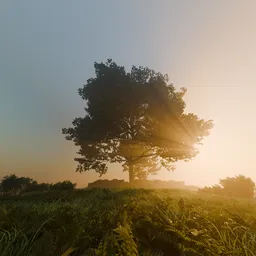Golden Sunrise Behind Lone Tree
