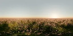 360 panoramic HDR image of a sunlit lavender field in the morning without trees.
