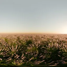 Lavender Field Morning No Trees