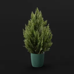 Red Cedar Bush Med Pot