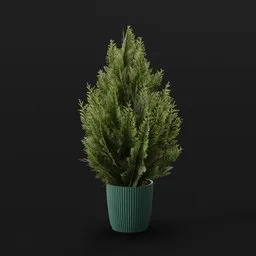 Red Cedar Bush Med Pot