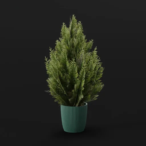 Red Cedar Bush Med Pot
