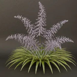 SJ-Frosted Whisper Bush