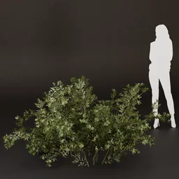 SJ-Soft Breeze Garden Bush