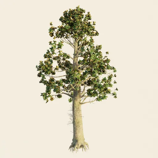 Southern Magnolia