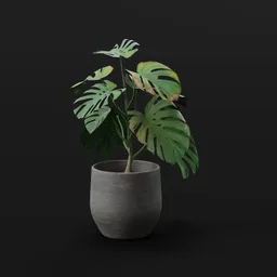 Monestera Plant Med Var Potted