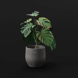 Monestera Plant Med Var Potted