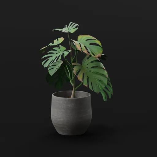 Monestera Plant Med Var Potted