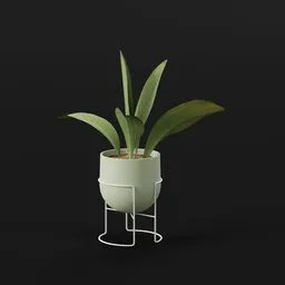 Haran Iron Plant Sapling Potted