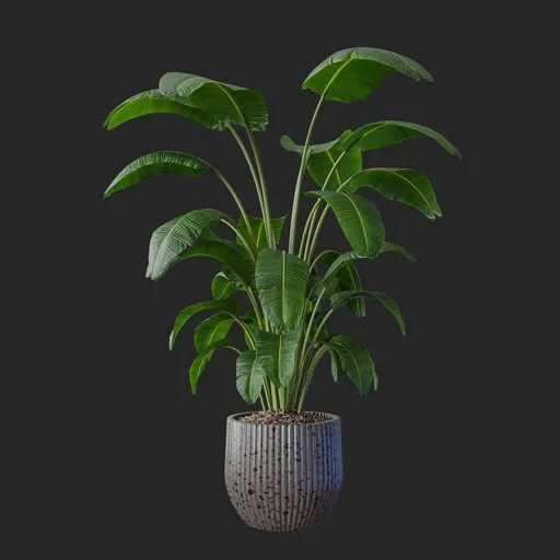 Banana Leaf Plant