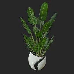 Banana plant