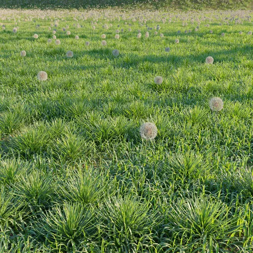 Grass